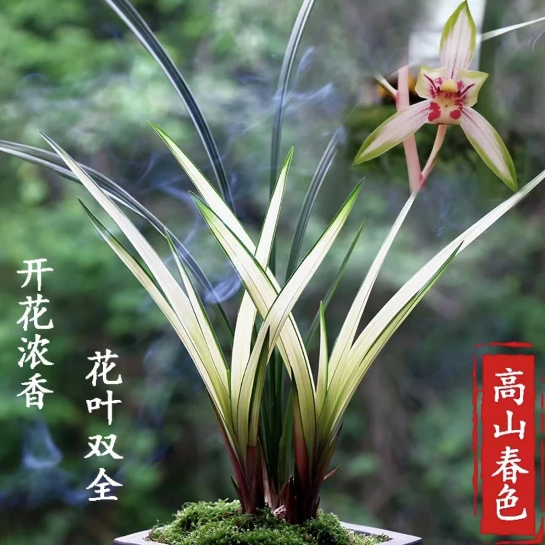 【高山春色】建兰铭品-花艺双全-高端名贵品种 花期6-12月份