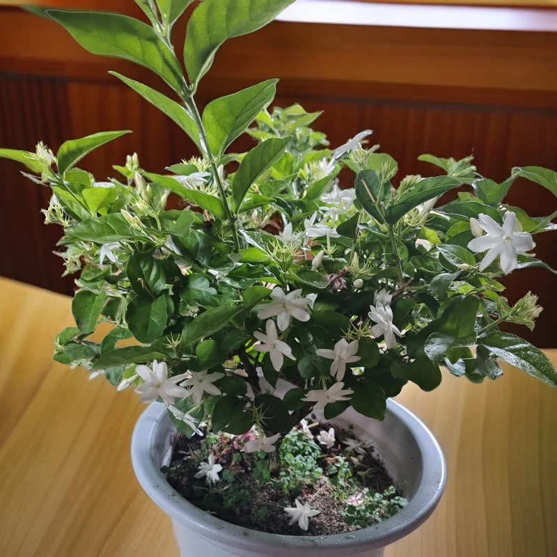 正宗单瓣笔尖茉莉花室内独枝独杆精品盆栽原土土球发货香味浓