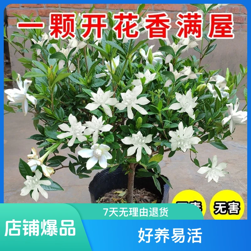 12年小叶栀子花带花苞开花香带盆独杆好养好管理重瓣花长得快室内