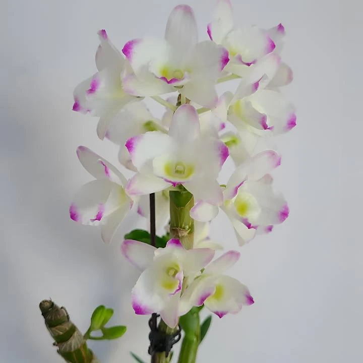 樱花公主—春石斛 爆花量直观 含花苞