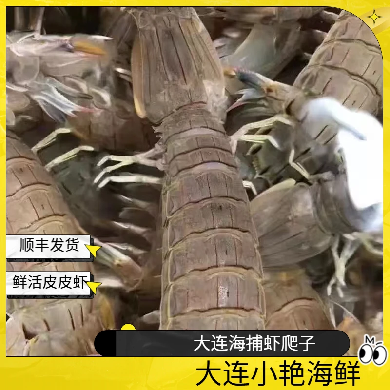 【大连小艳海鲜】纯纯大连本地虾爬子现货现发-【保鲜保肥不保活】