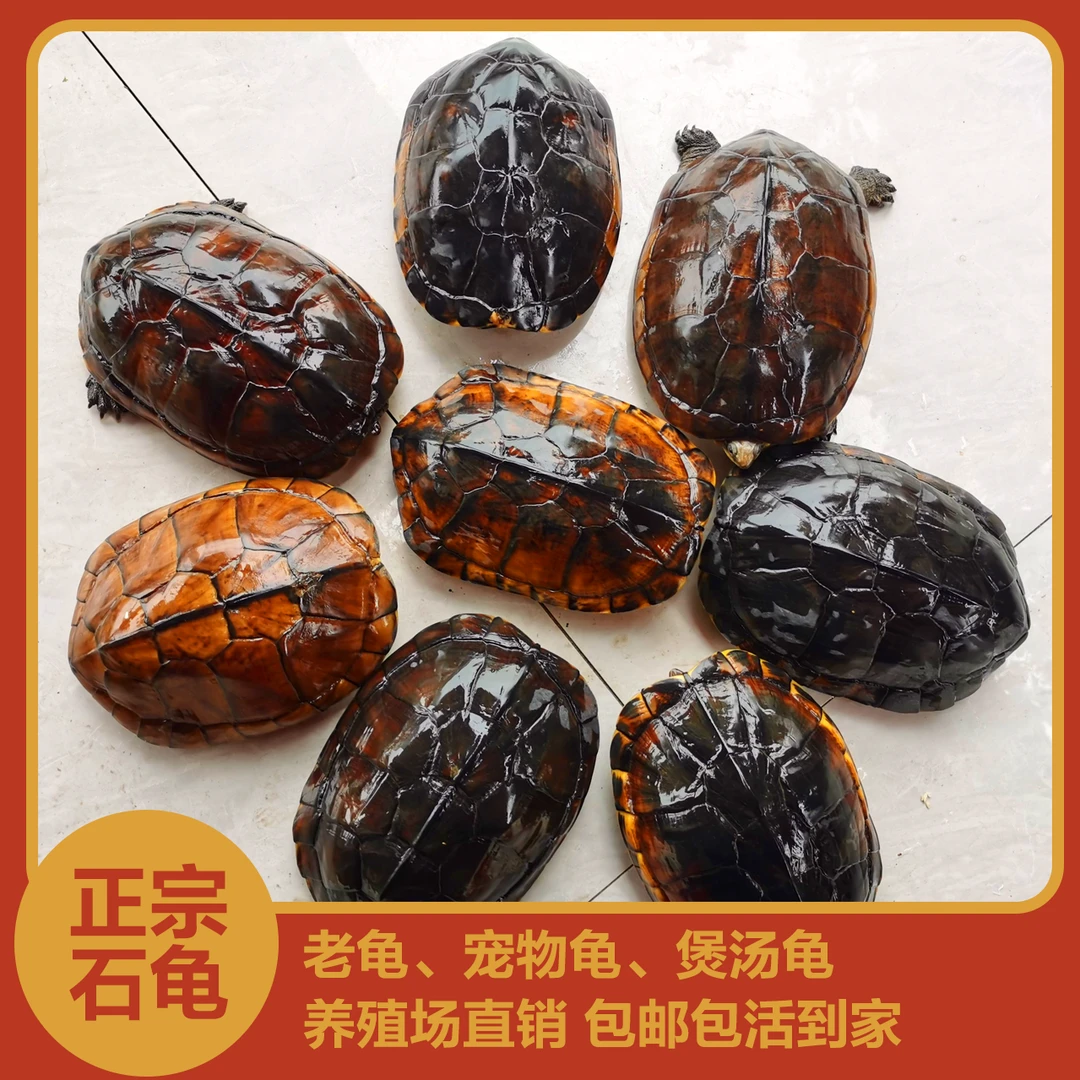 纯种南石金钱龟宠物龟煲汤龟石龟