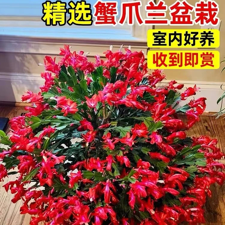 蟹爪兰盆栽带花苞带盆多色重瓣花苗绿植室内四季开花好养螃蟹抓花