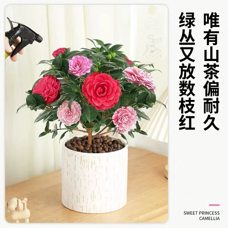 香妃山茶花盆栽带花苞树苗四季开花庭院室内外花卉浓香型耐寒植物