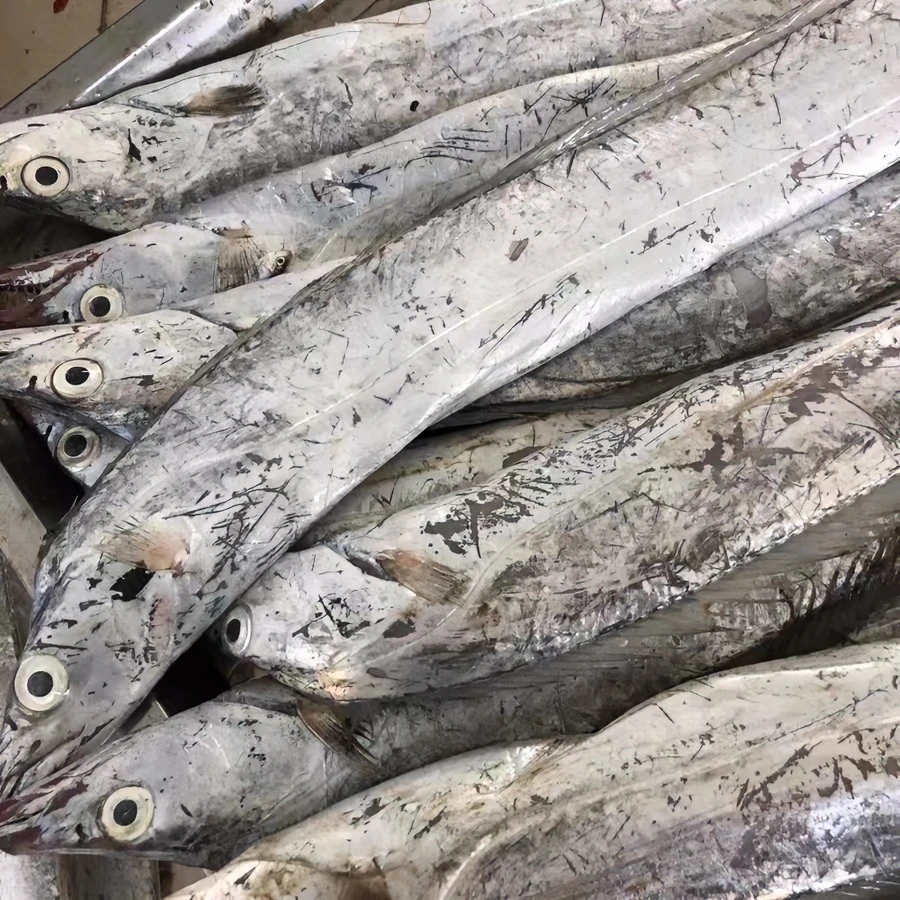 肆生鲜整条小眼带鱼4-6两/条渤海油带鱼净重5斤约11条青岛发货