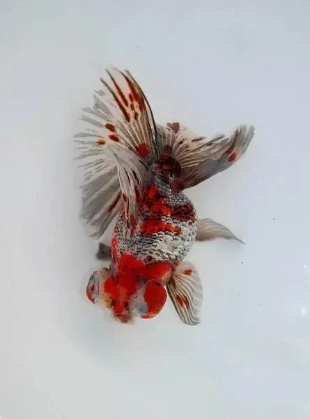 冷水蝶尾观赏鱼渔场直销包邮包活到家