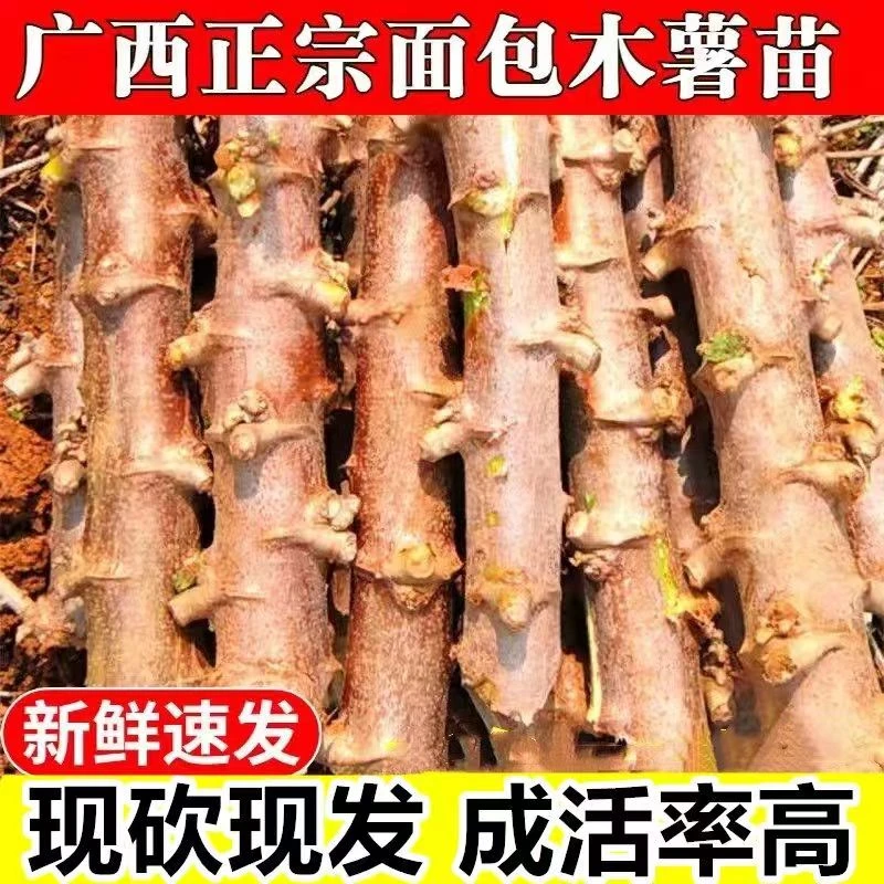 正宗广西面包木薯种苗木薯茎杆种植培育蛋黄肉板栗木薯种子批发