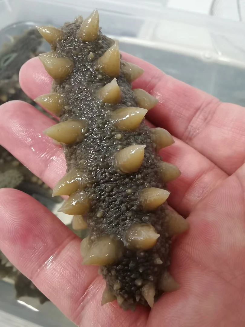 深海纯天然半干海参 拉缸盐50头左右500g （湿的）顺丰发货