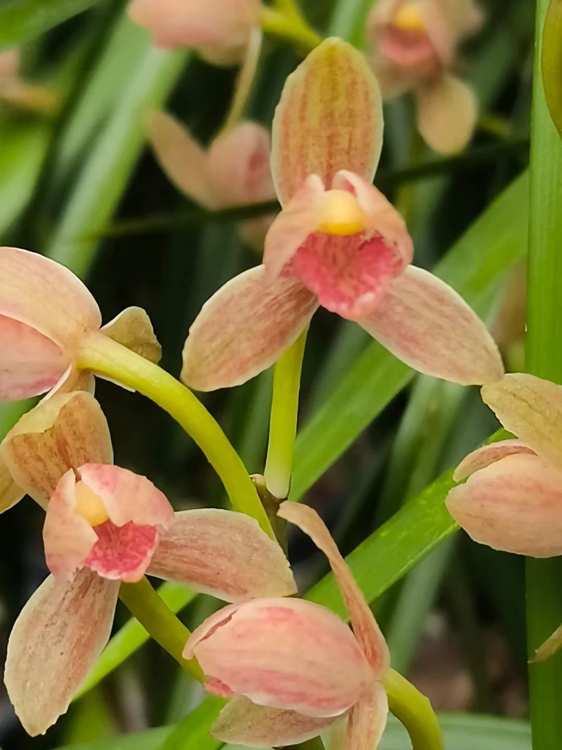 带花苞兰花苗室内外花卉浓香型四季开花绿植盆栽