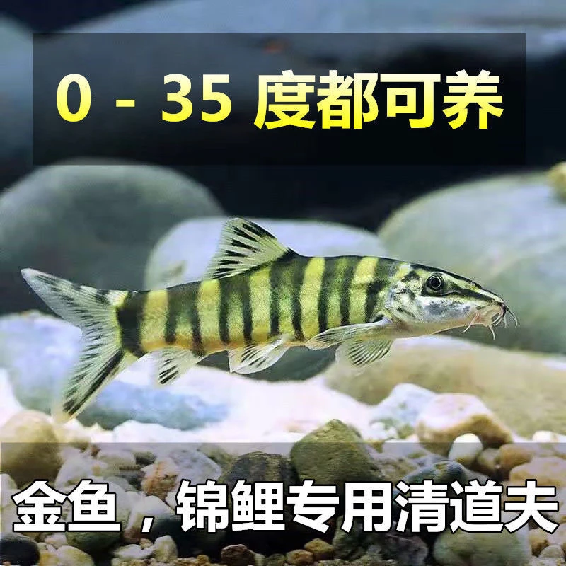 冷水清洁鱼  沙鳅鱼花泥鳅原生淡水除藻 工具垃圾鱼青苔鼠鱼