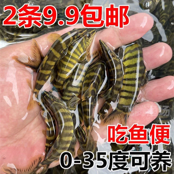 原生沙鳅清洁鼠原生冷水鱼冷水工具鱼清洁鱼吃鱼粪皮实好养包邮