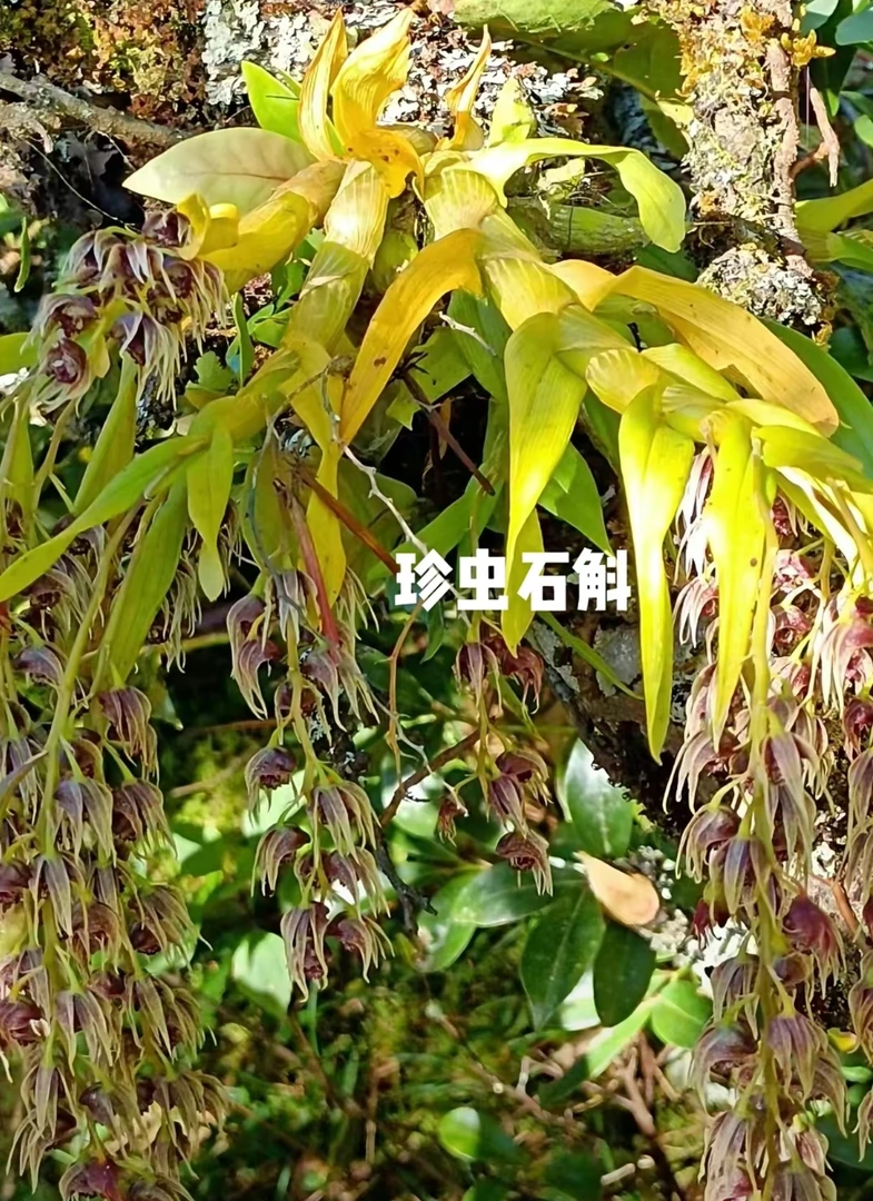 红珍虫石斛，坡坡货，一物一拍