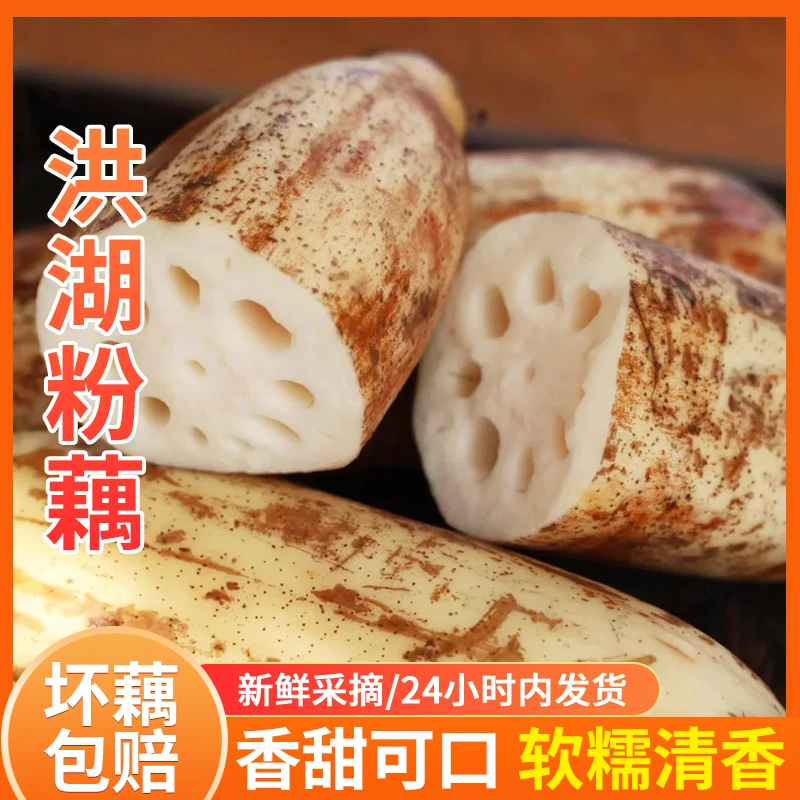 洪湖莲藕粉糯香甜煲汤粉藕现挖嫩白清甜炖汤农家蔬菜