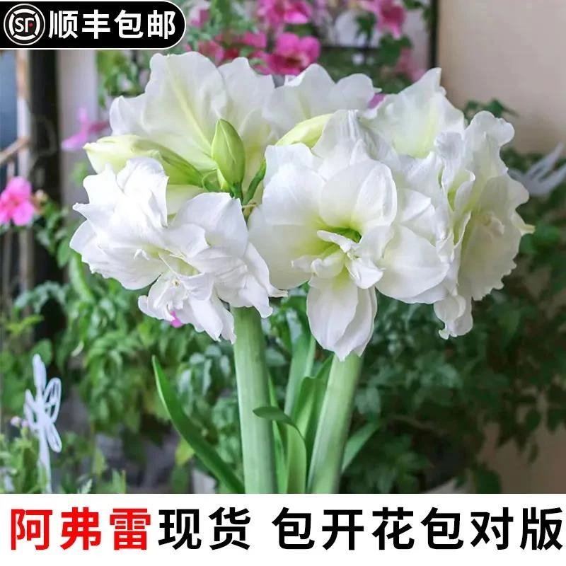 阿弗雷朱顶红进口重瓣种球土培荷兰花孔雀双皇舞后花卉植物盆栽