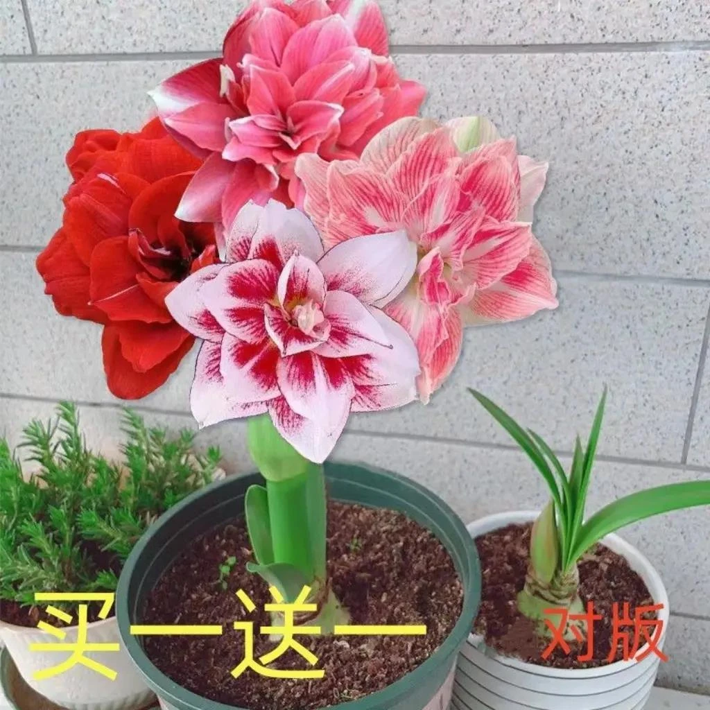 【买一送一】荷兰重瓣朱顶红 清香特色花卉盆栽大球好养活