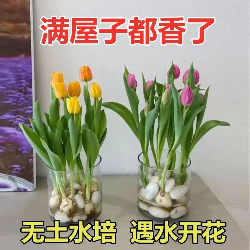 水培郁金香种球水培养植物荷兰进口郁金香花种子阳台花卉盆栽耐寒