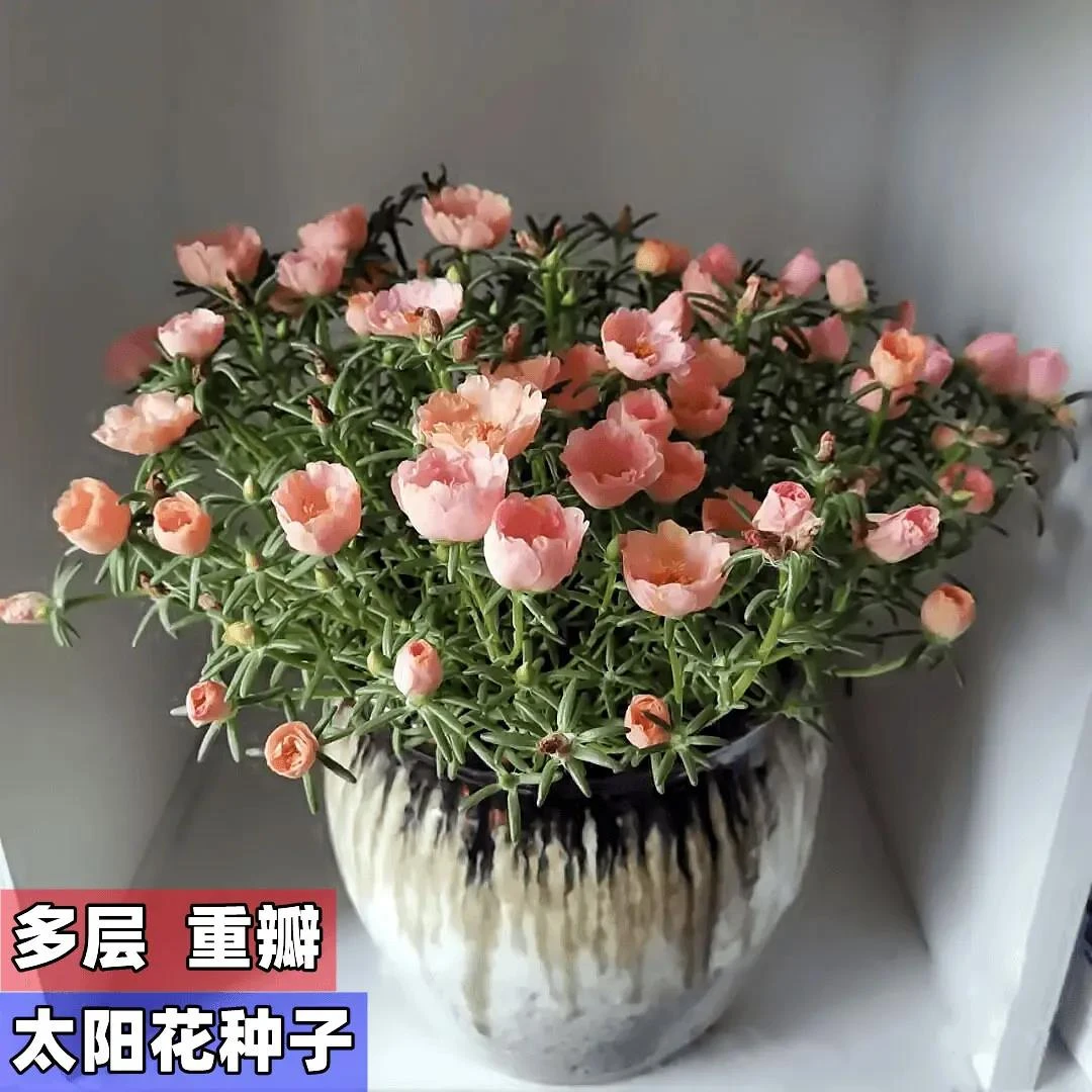 重瓣多层太阳花种子混色四季观花易活七彩可选盆土装阳台盆栽花籽