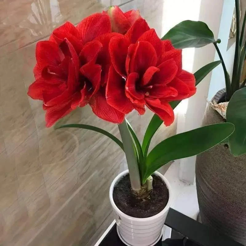 【多次开花】荷兰进口朱顶红种球重瓣多年生球根植物绿植花卉盆栽