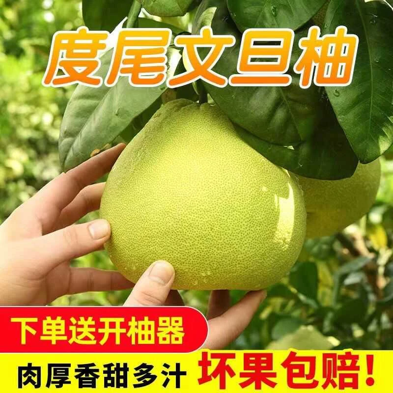 20斤度尾文旦柚20年老树文旦柚农场直供无籽蜜柚好剥的柚子