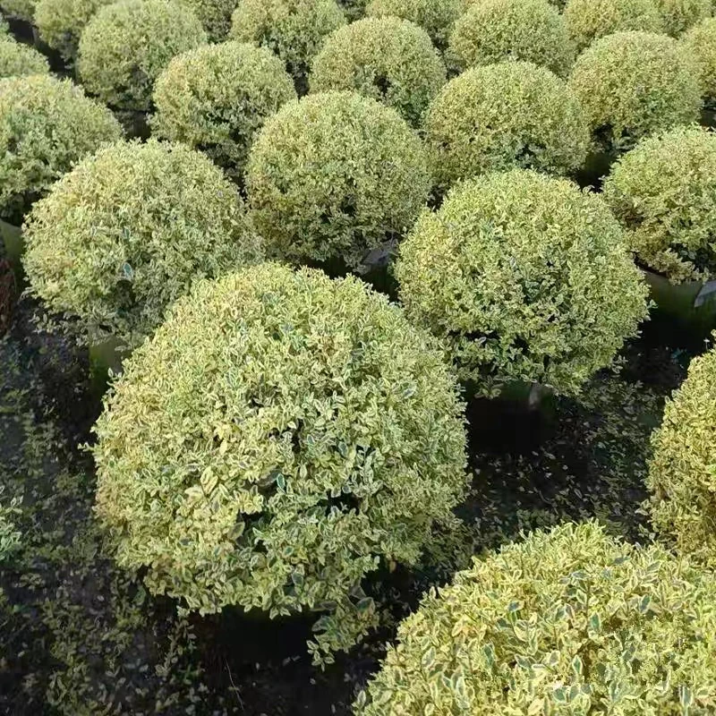 银姬小蜡球树苗别墅庭院耐寒四季常青彩叶绿化色块花镜植物金姬球