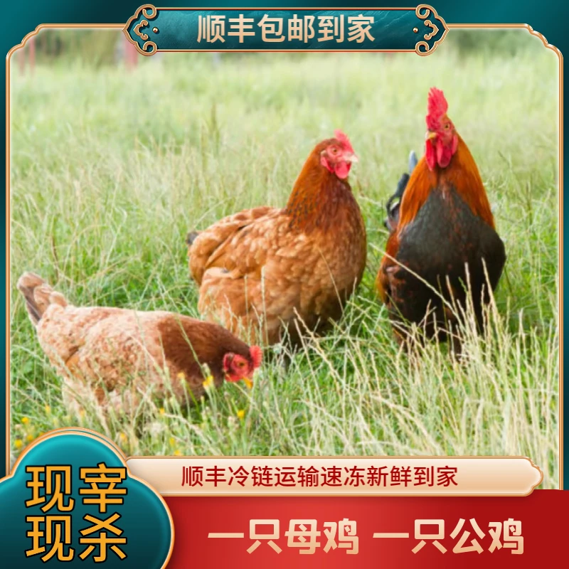 【散养一公一母】农家老母鸡加大公鸡 两只毛重7斤多净重共4.7斤