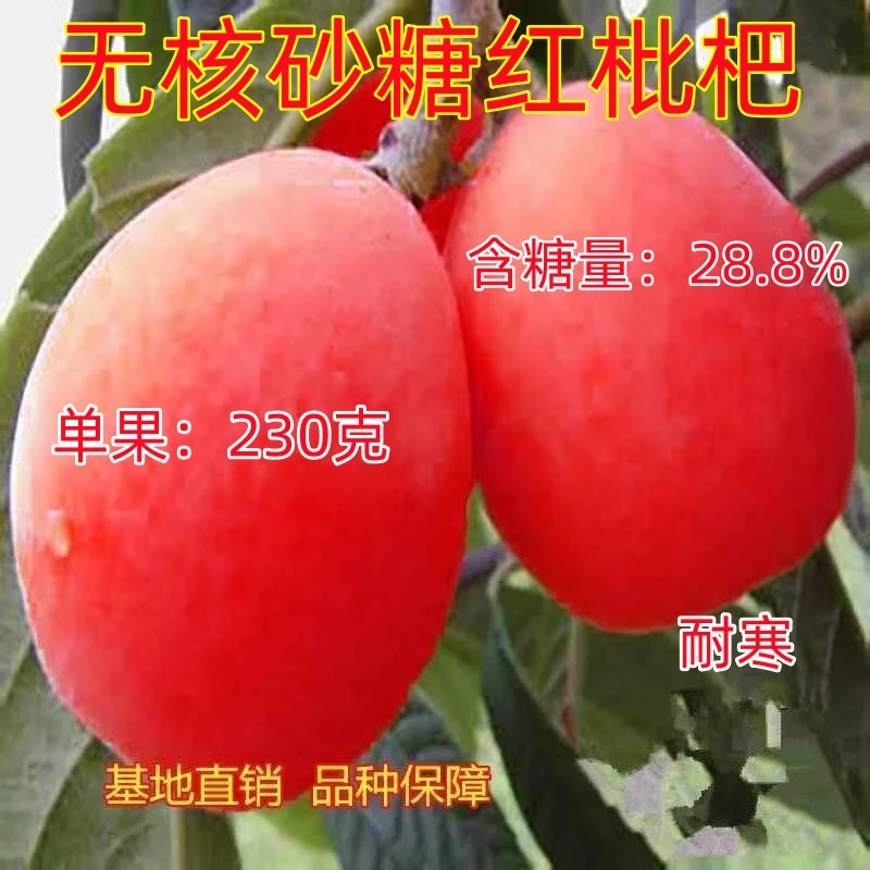 新品无核砂糖枇杷超甜大果树苗矮化正品嫁接苗果树耐寒品种盆地栽