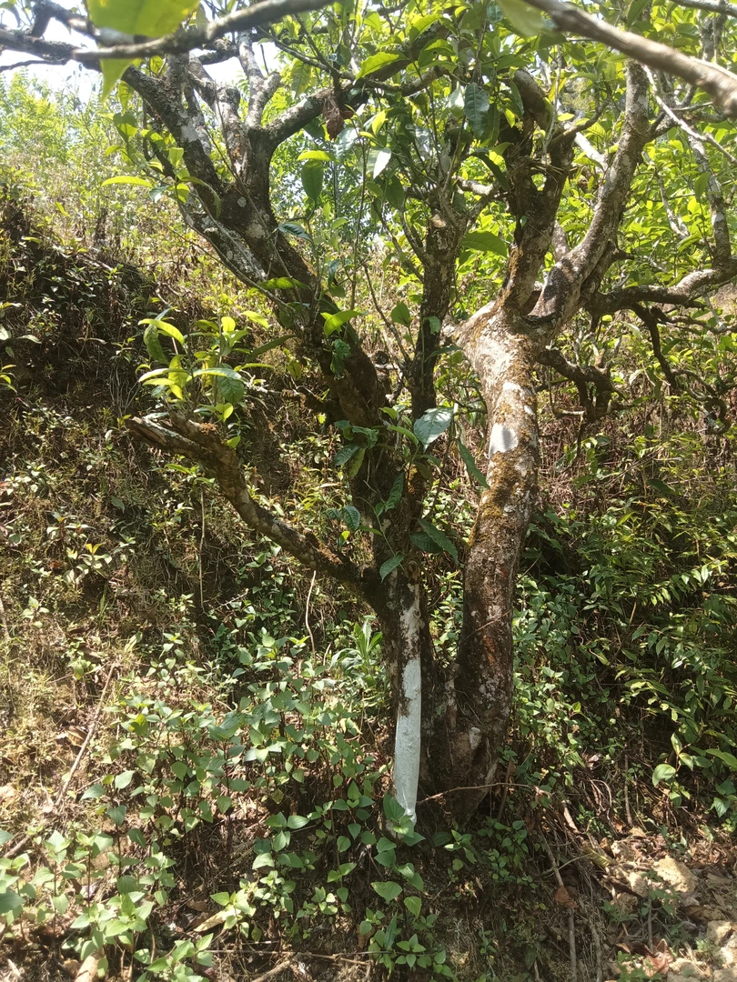 【新人专享福利/150g】大山古树  普洱生茶