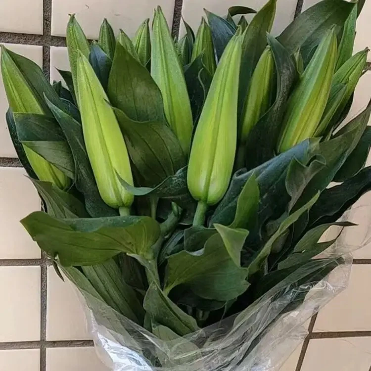 5支西伯利亚白百合