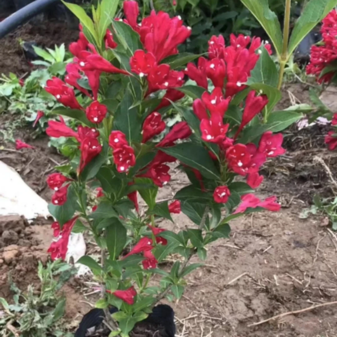 花园植物红王子锦带大杯苗开花红色