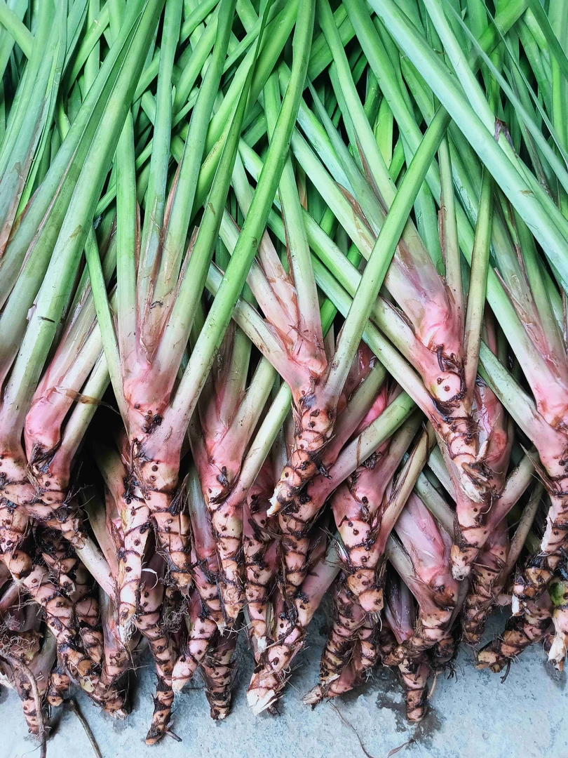贵州新鲜五香三奈随手香正宗野生红根小叶香菖蒲素菜牛瘪大料香料