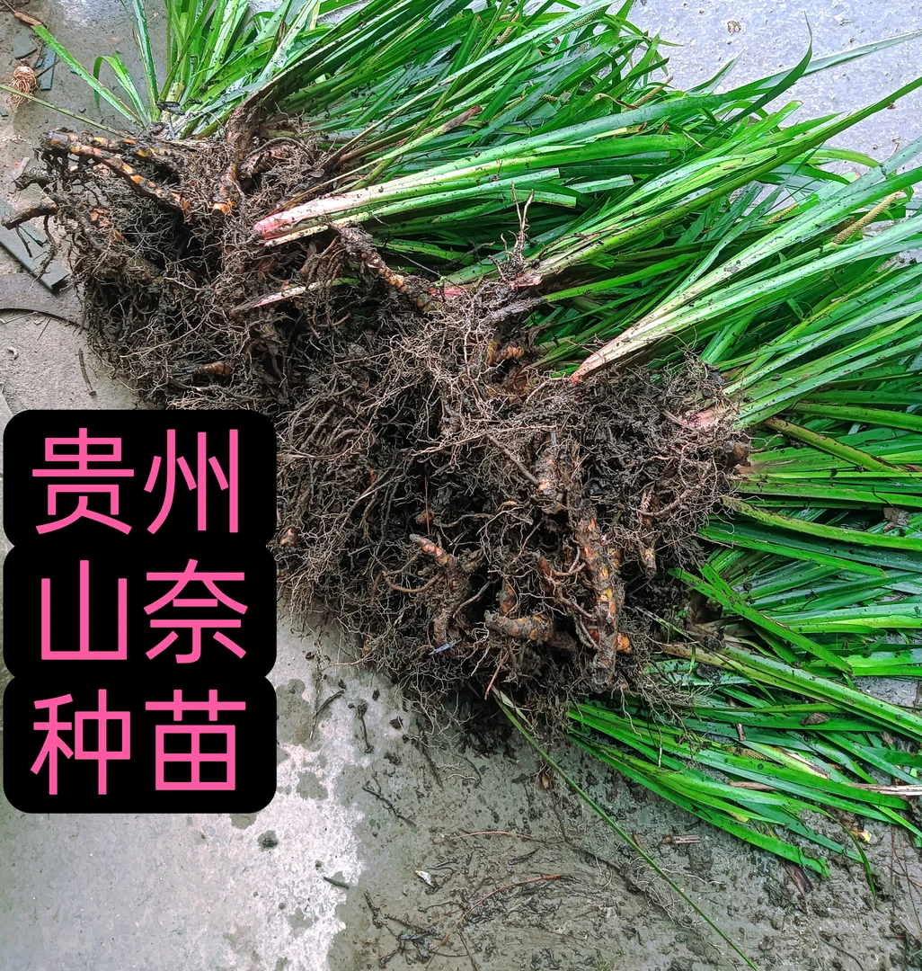 贵州正宗五香三奈随手香菖蒲种苗红心大叶