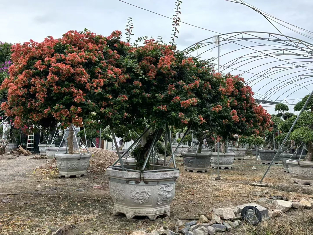 造型老桩三角梅 一物一拍