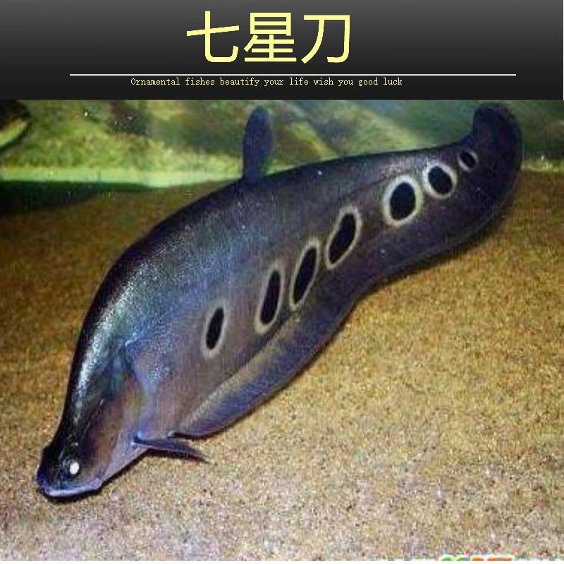 七星刀鱼活体东洋刀鱼白化金刀观赏鱼招财鱼