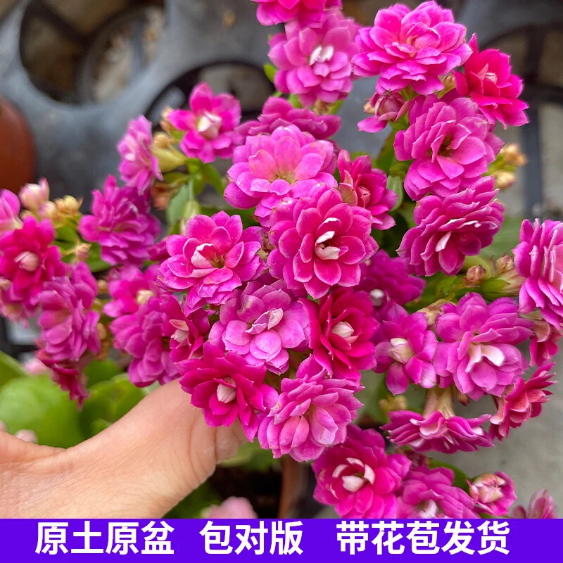 【紫珍珠】长寿花 紫色长寿花 盆栽重瓣花大花带花苞四季110#盆