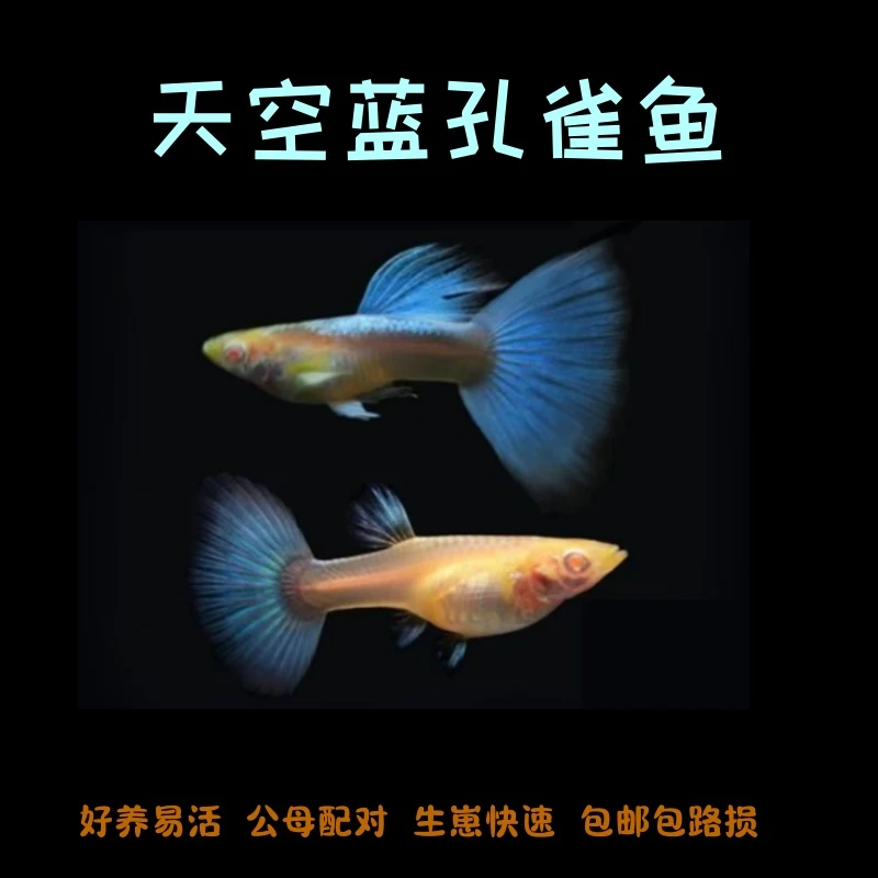 精品种鱼天空蓝孔雀鱼热带鱼观赏鱼