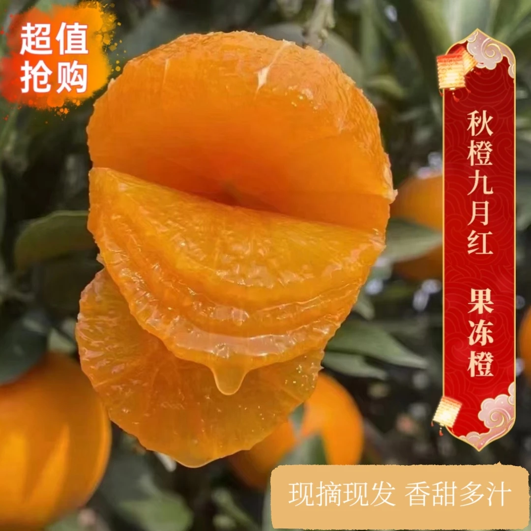 湖北秭归脐橙秋橙九月红果冻橙5/9斤新鲜现摘现发爆汁酸甜可口