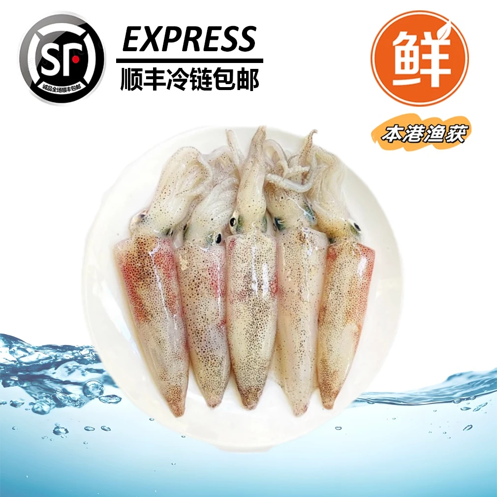 【灯光鱿鱼】惠来神泉港野生灯光鱿鱼5盒真空速冻优选现捕冷链发货