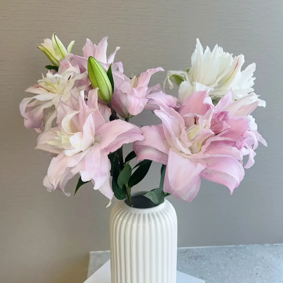 【源头优选】冲浪者香水百合 任意2单以上包邮 发货后不支持退款