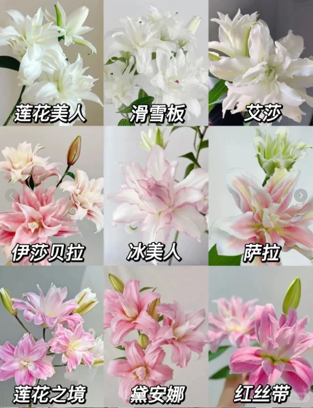 【源头优选】重瓣百合 任意2单以上包邮 发货后不支持退款