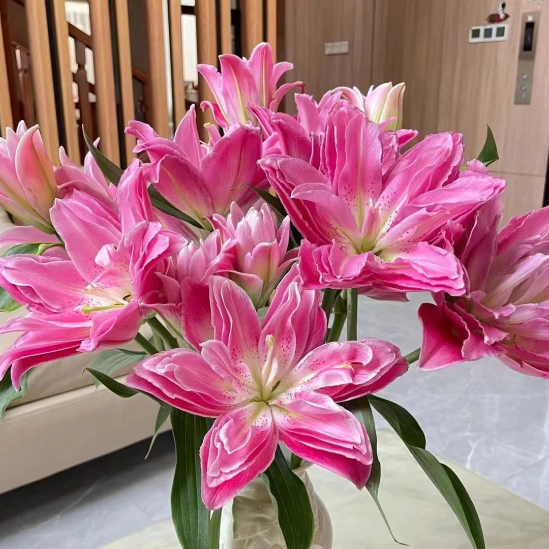 【源头优选】紫莲花重瓣百合 任意2单鲜花包邮 发货后不支持退款
