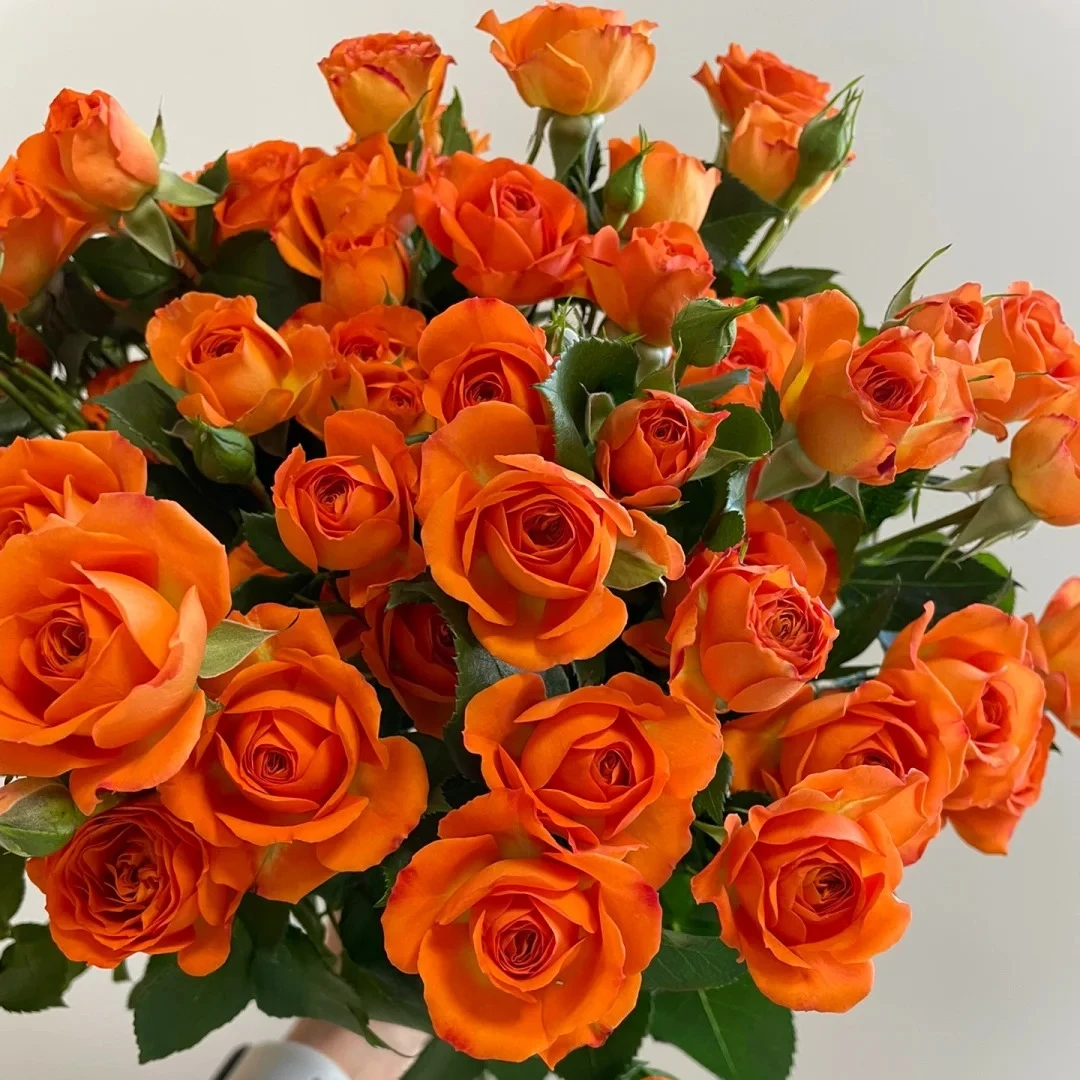 【源头优选】多头玫瑰橙色芭比 任意2单以上包邮 发货后不支持退款