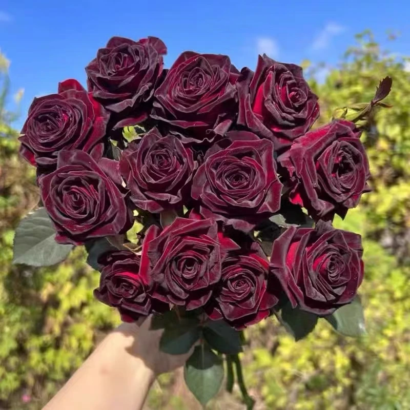 黑巴克月季玫瑰花苗盆栽带花苞老桩庭院多季开丝绒暗红色花卉绿植