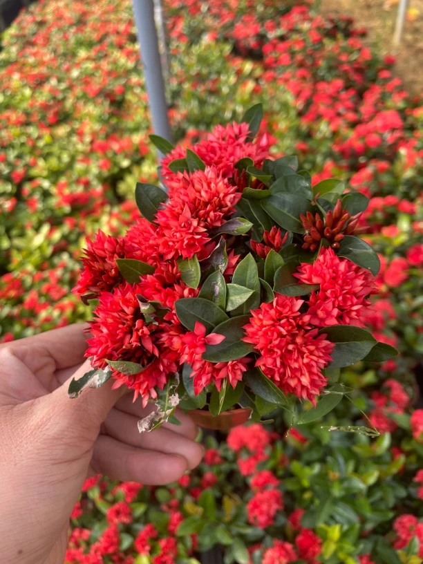 姬龙船花十个花苞以上