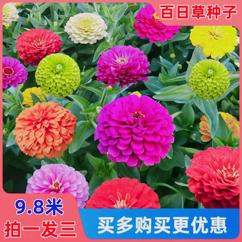 百日草四季易种野花道路庭院阳台开花步步高景观花海种子花草种子