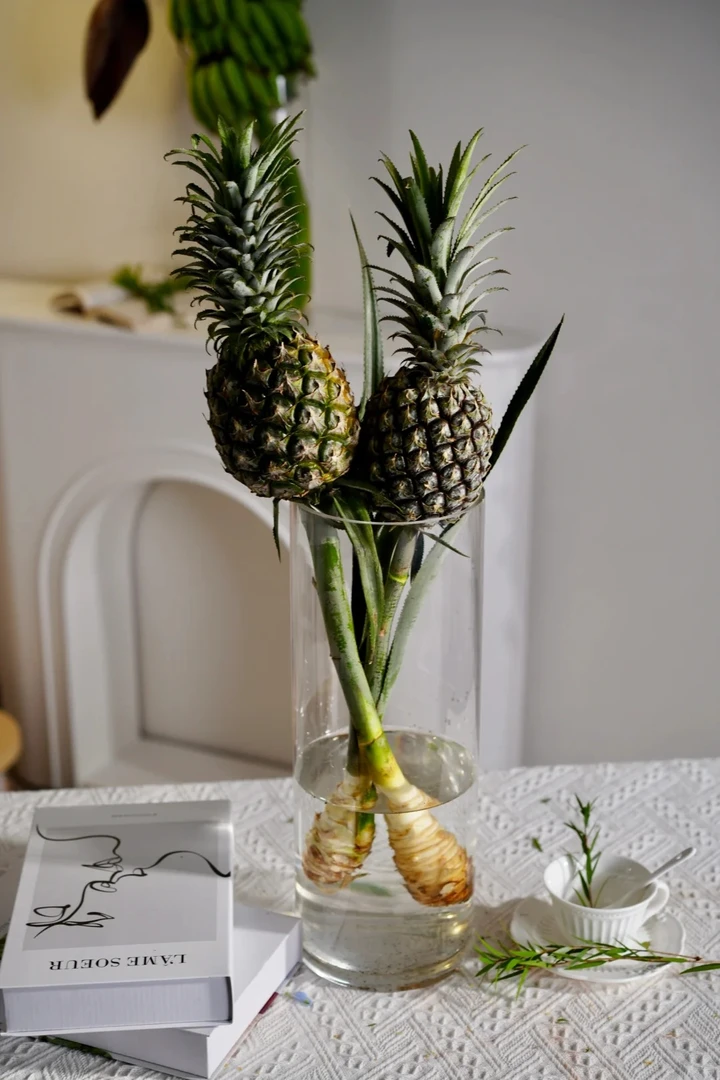 【菠萝小凤梨】两单包邮