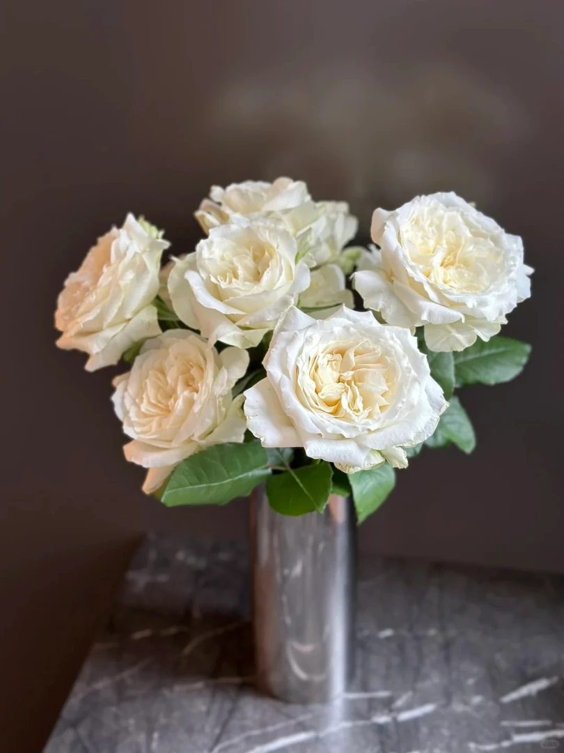 【诺莎莉玫瑰】斗南鲜花云南直发冬季玫瑰鲜花两单包邮