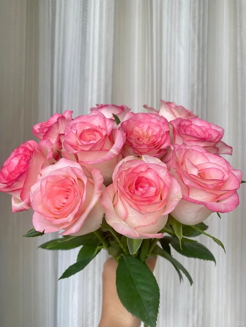 【艾莎玫瑰】斗南鲜花云南直发玫瑰鲜花两单包邮