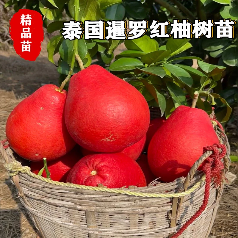 泰国暹罗柚子苗嫁接果树苗南方种红心柚沙田柚当年结果庭院新品种