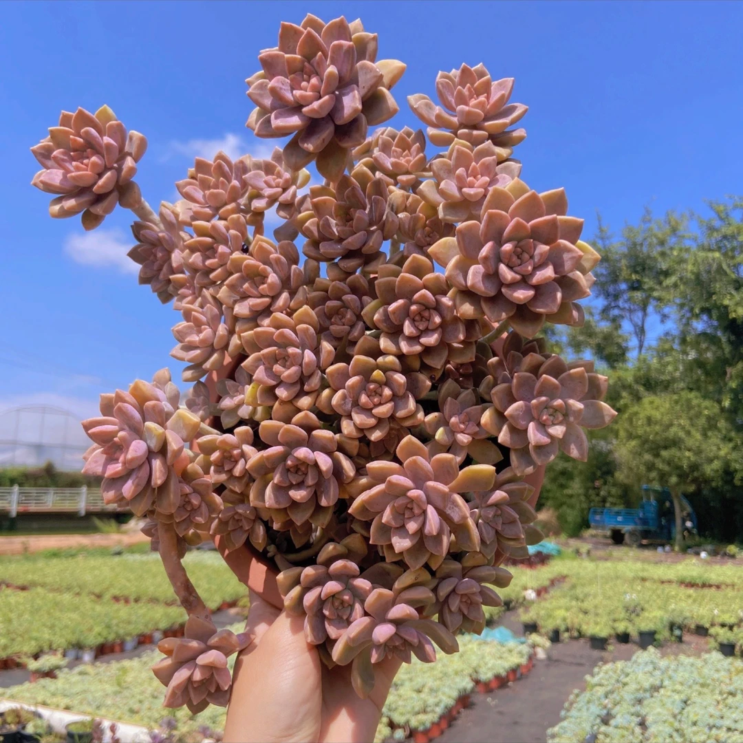 明启多肉园艺  阿伦培