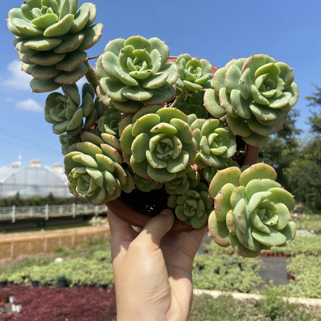 明启多肉园艺 尼克沙拉玫瑰